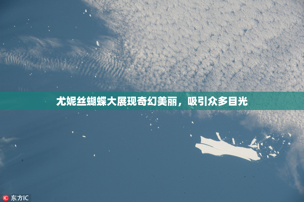 尤妮丝蝴蝶大展现奇幻美丽，吸引众多目光