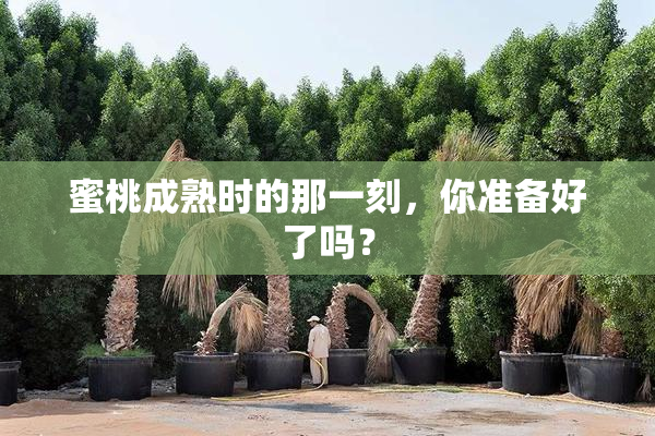 蜜桃成熟时的那一刻，你准备好了吗？