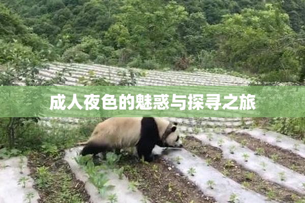 成人夜色的魅惑与探寻之旅