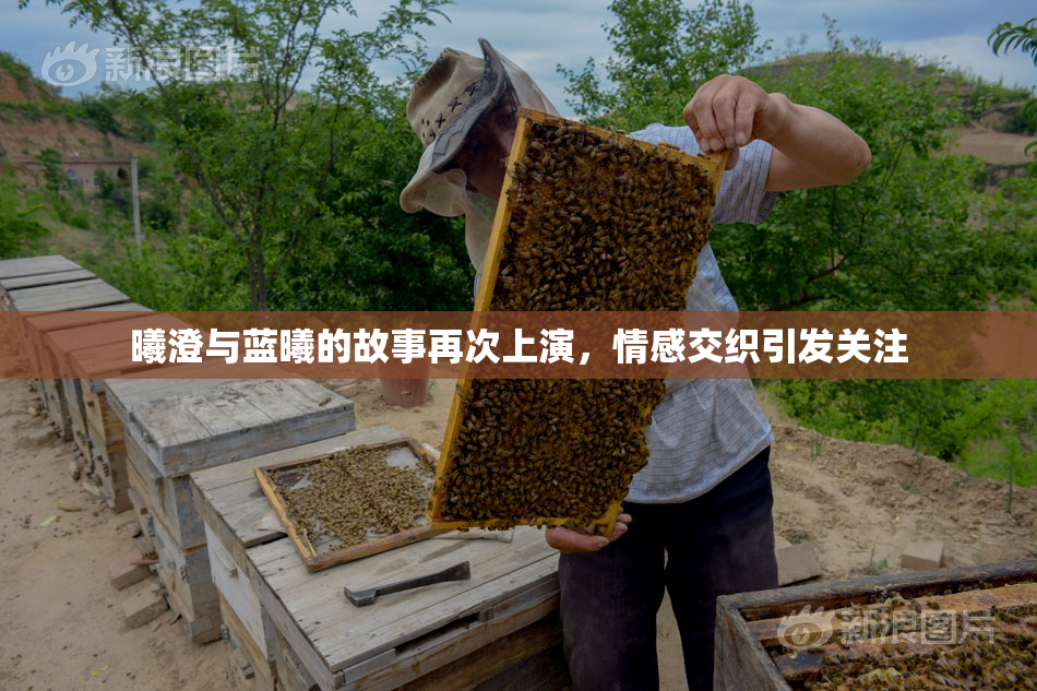 曦澄与蓝曦的故事再次上演，情感交织引发关注