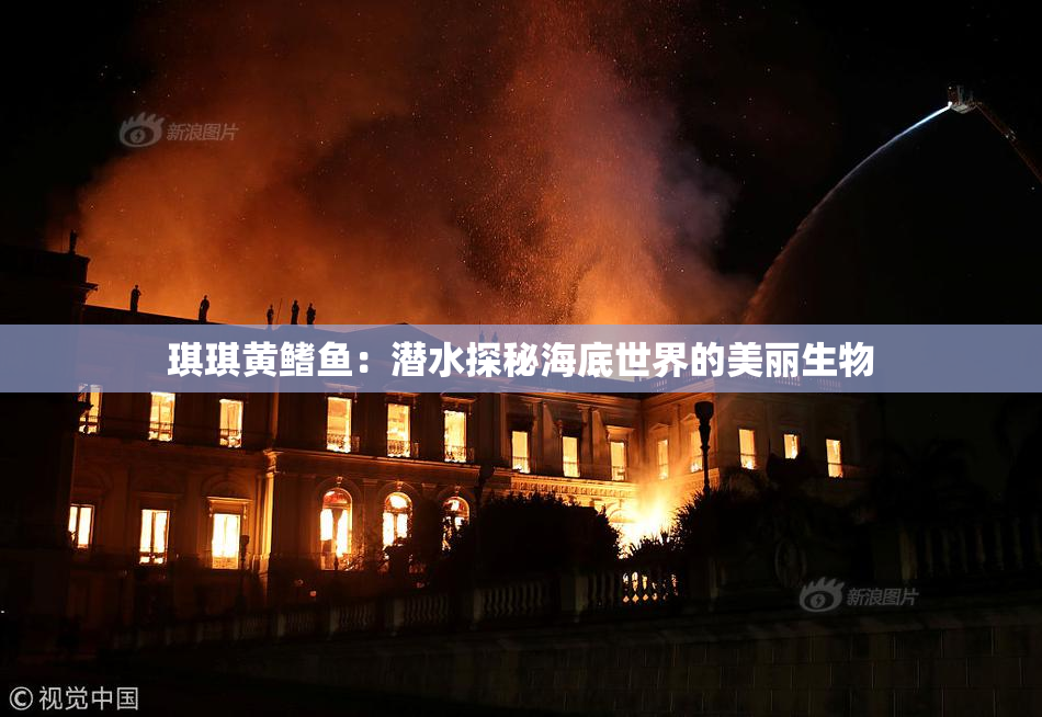 琪琪黄鳍鱼：潜水探秘海底世界的美丽生物