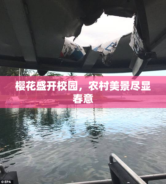 樱花盛开校园，农村美景尽显春意