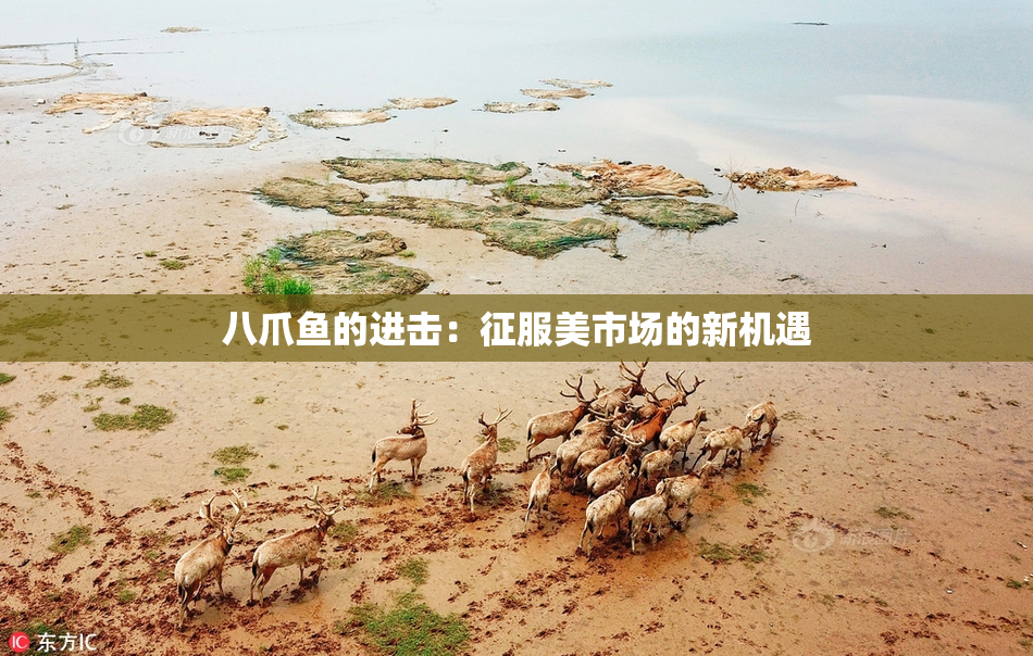 八爪鱼的进击：征服美市场的新机遇