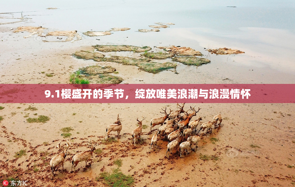 9.1樱盛开的季节，绽放唯美浪潮与浪漫情怀