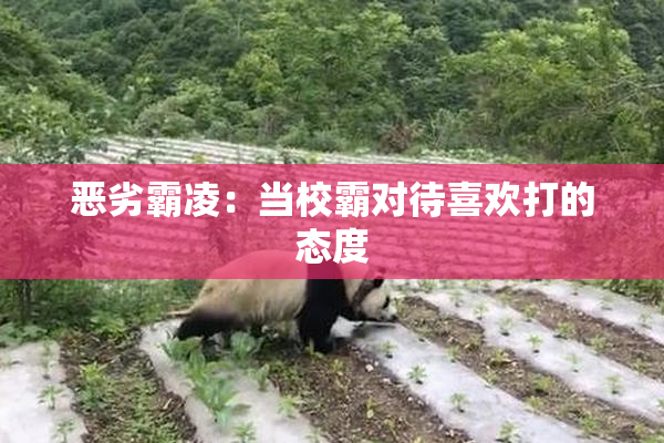 恶劣霸凌：当校霸对待喜欢打的态度