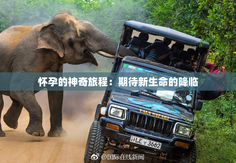 怀孕的神奇旅程：期待新生命的降临
