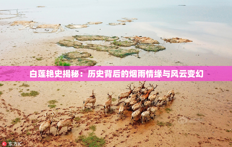 白莲艳史揭秘：历史背后的烟雨情缘与风云变幻