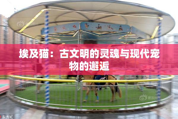 埃及猫：古文明的灵魂与现代宠物的邂逅