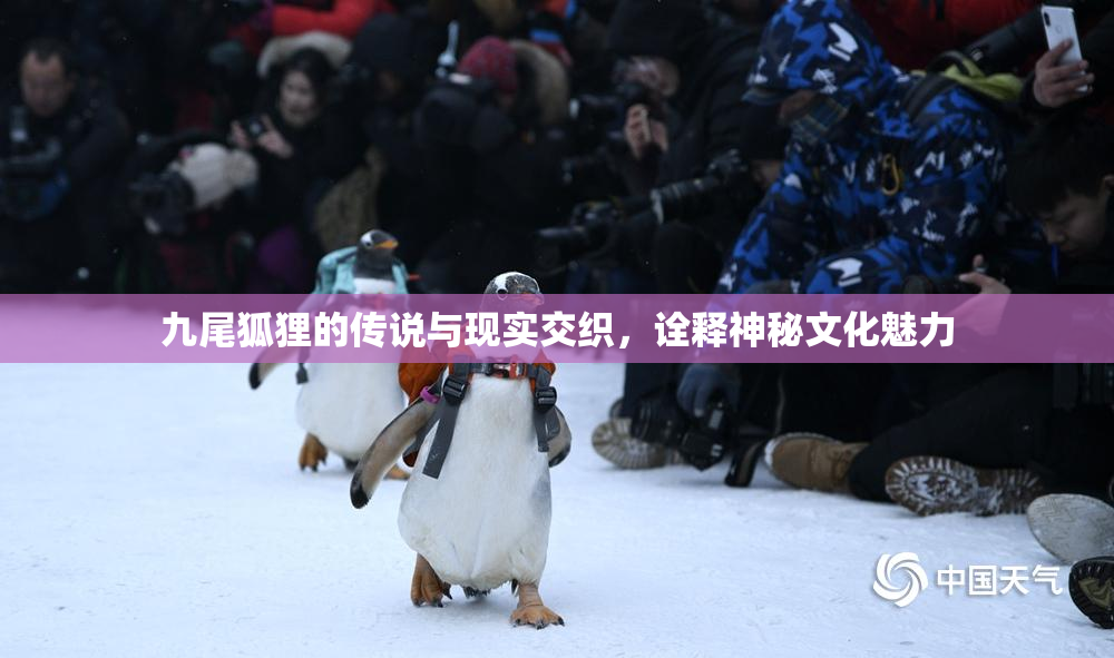 九尾狐狸的传说与现实交织，诠释神秘文化魅力