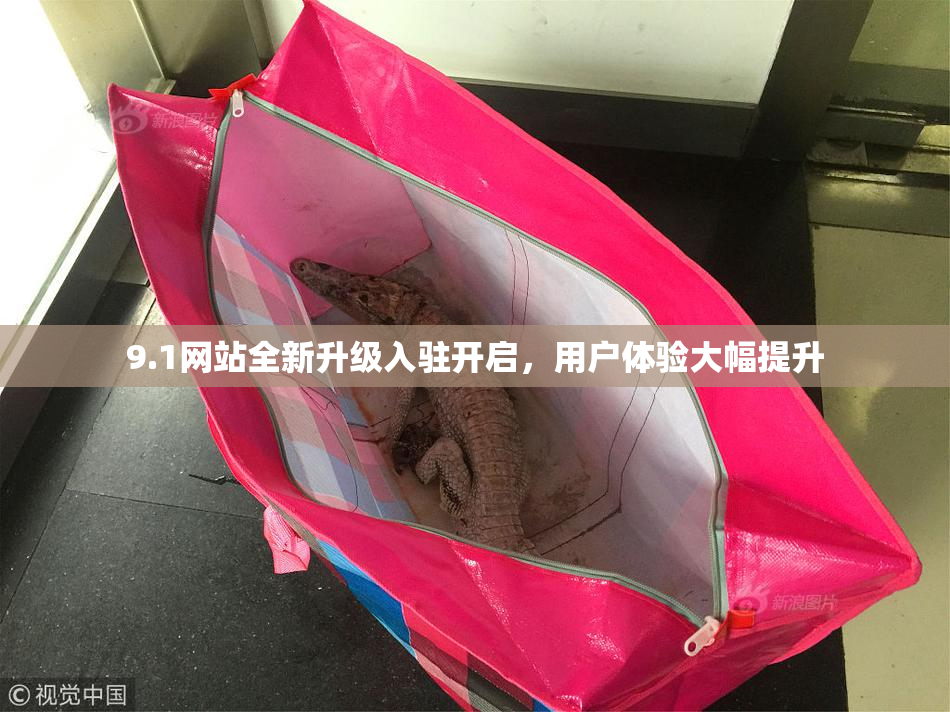 9.1网站全新升级入驻开启，用户体验大幅提升