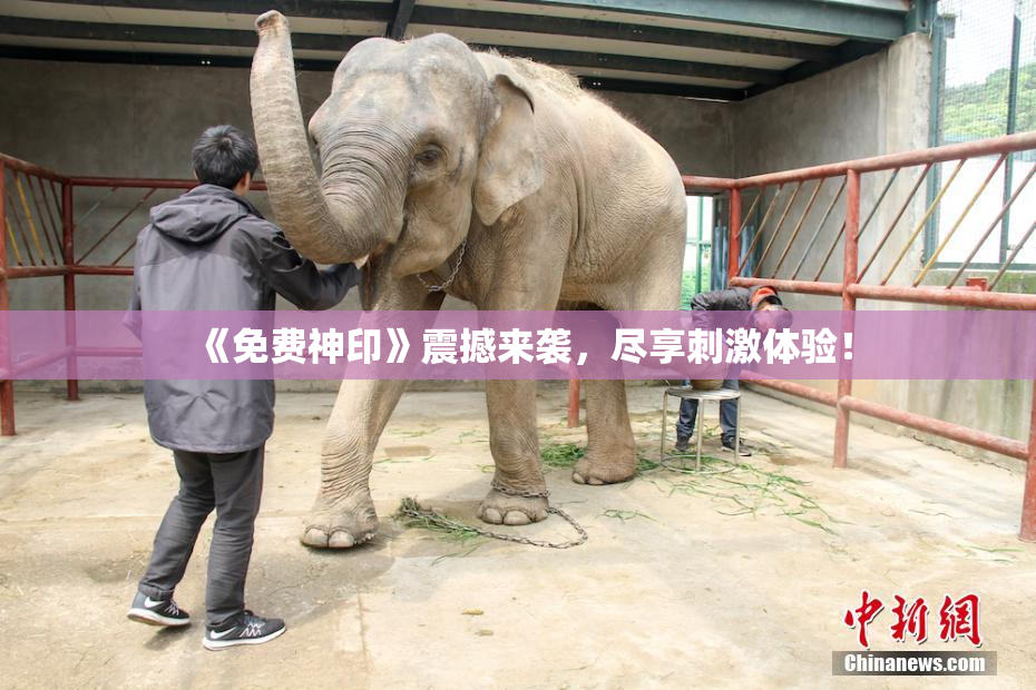 《免费神印》震撼来袭，尽享刺激体验！