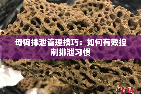 母狗排泄管理技巧：如何有效控制排泄习惯
