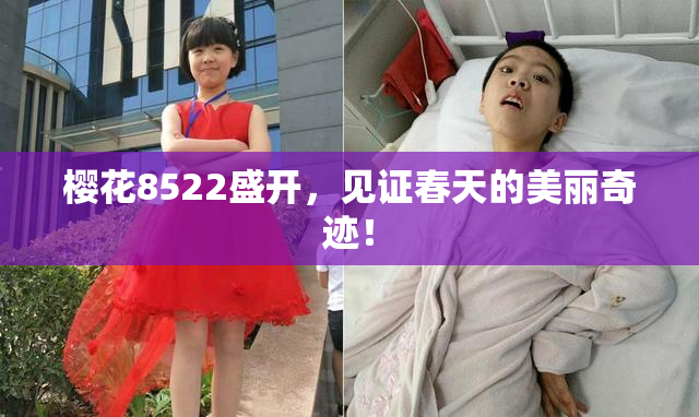 樱花8522盛开，见证春天的美丽奇迹！
