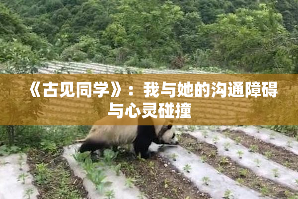 《古见同学》：我与她的沟通障碍与心灵碰撞