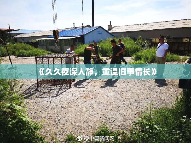 《久久夜深人静，重温旧事情长》