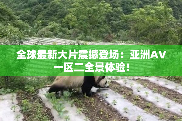 全球最新大片震撼登场：亚洲AV一区二全景体验！