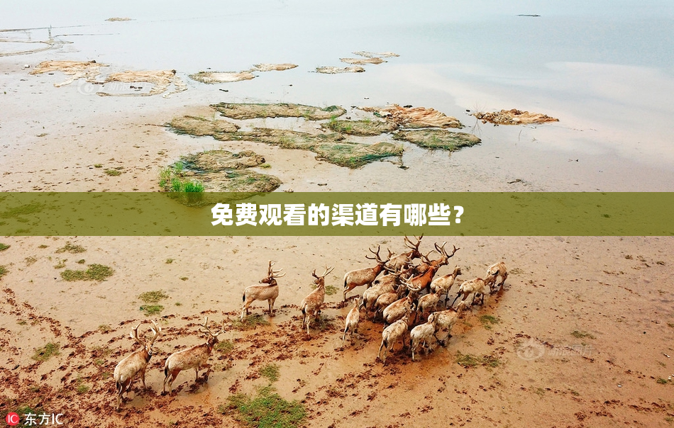 免费观看的渠道有哪些？