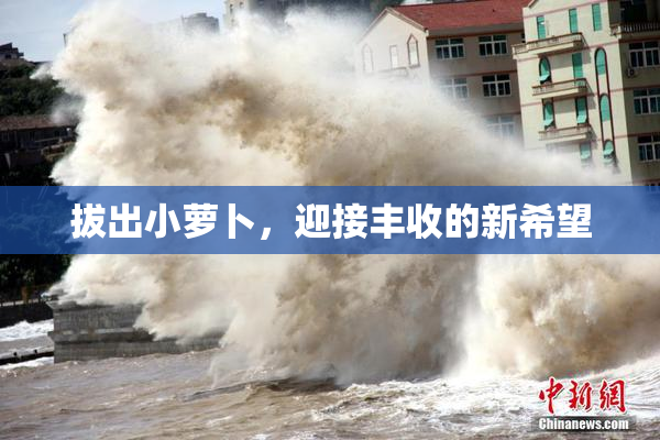 拔出小萝卜，迎接丰收的新希望