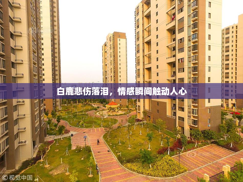 白鹿悲伤落泪，情感瞬间触动人心