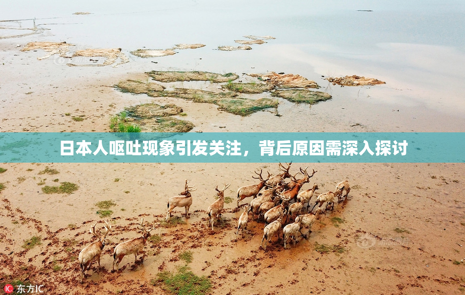 日本人呕吐现象引发关注，背后原因需深入探讨