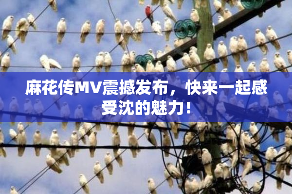 麻花传MV震撼发布，快来一起感受沈的魅力！