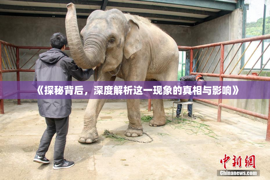 《探秘背后，深度解析这一现象的真相与影响》