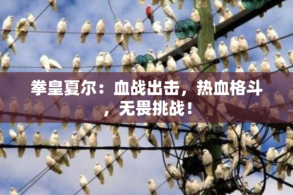 拳皇夏尔：血战出击，热血格斗，无畏挑战！