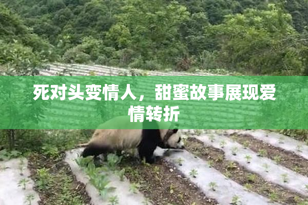 死对头变情人，甜蜜故事展现爱情转折