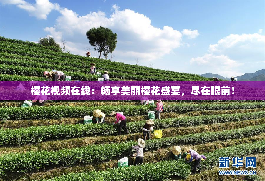 樱花视频在线：畅享美丽樱花盛宴，尽在眼前！