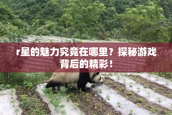 r星的魅力究竟在哪里？探秘游戏背后的精彩！