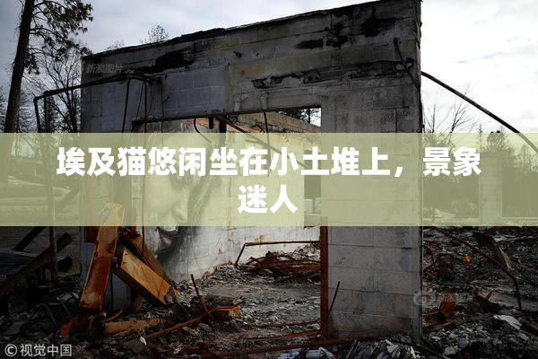 埃及猫悠闲坐在小土堆上，景象迷人