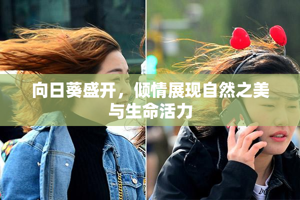 向日葵盛开，倾情展现自然之美与生命活力