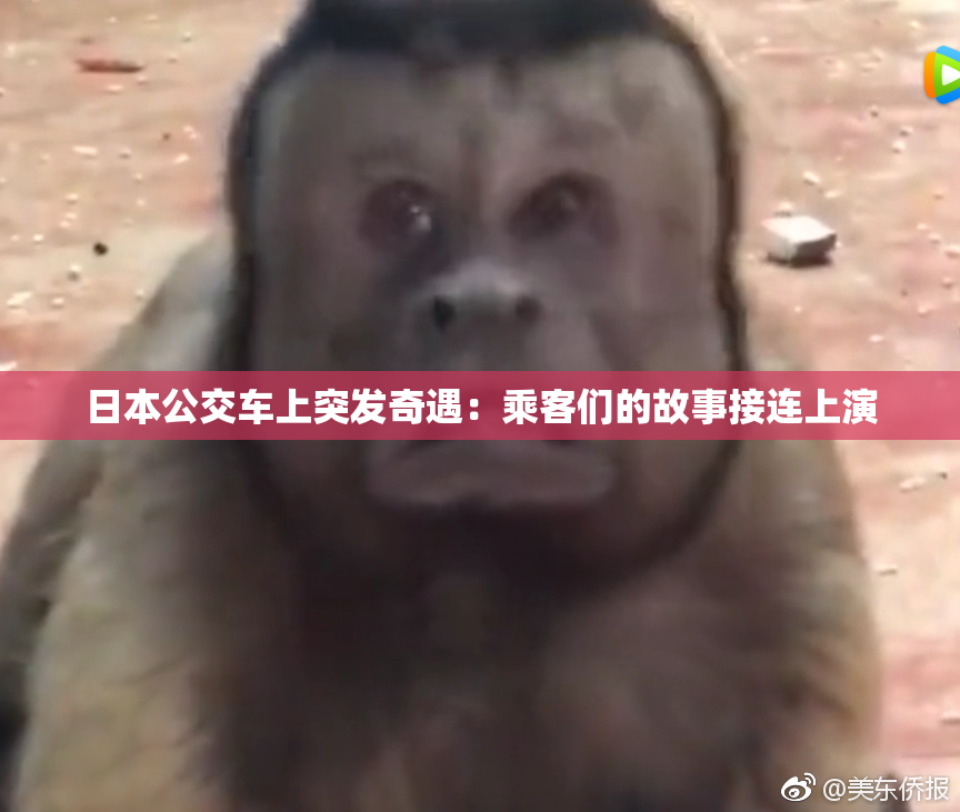 日本公交车上突发奇遇：乘客们的故事接连上演