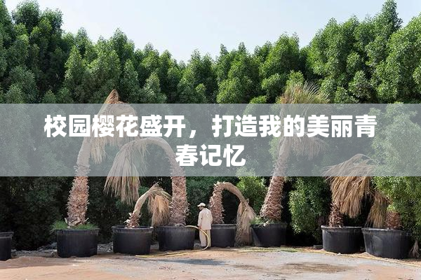 校园樱花盛开，打造我的美丽青春记忆
