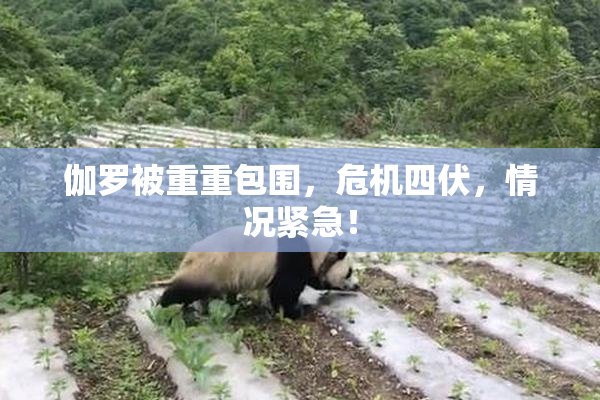 伽罗被重重包围，危机四伏，情况紧急！