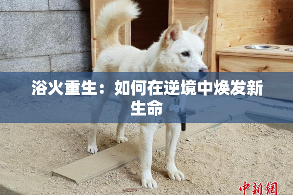 浴火重生：如何在逆境中焕发新生命