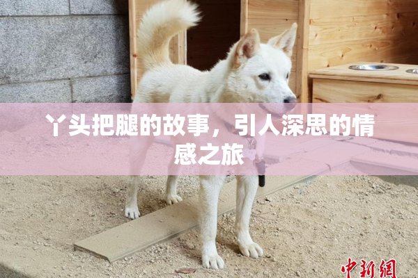 丫头把腿的故事，引人深思的情感之旅