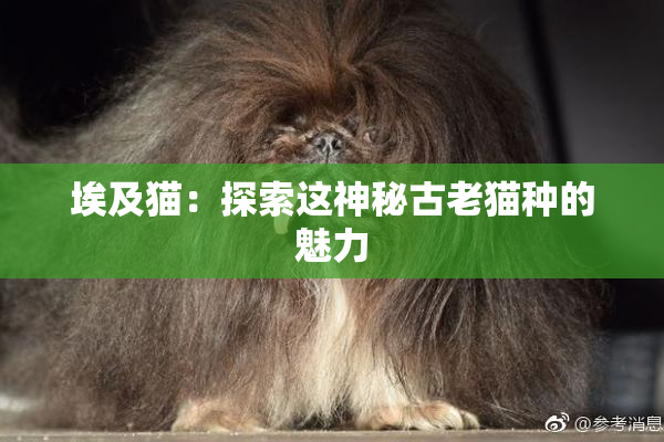 埃及猫：探索这神秘古老猫种的魅力