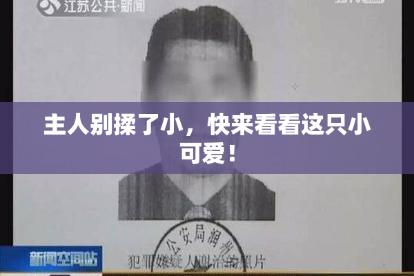主人别揉了小，快来看看这只小可爱！