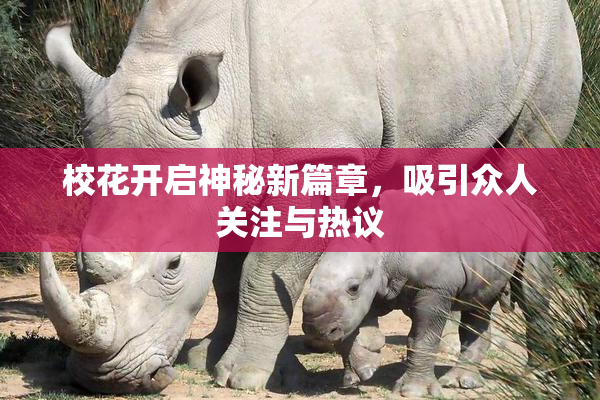 校花开启神秘新篇章，吸引众人关注与热议
