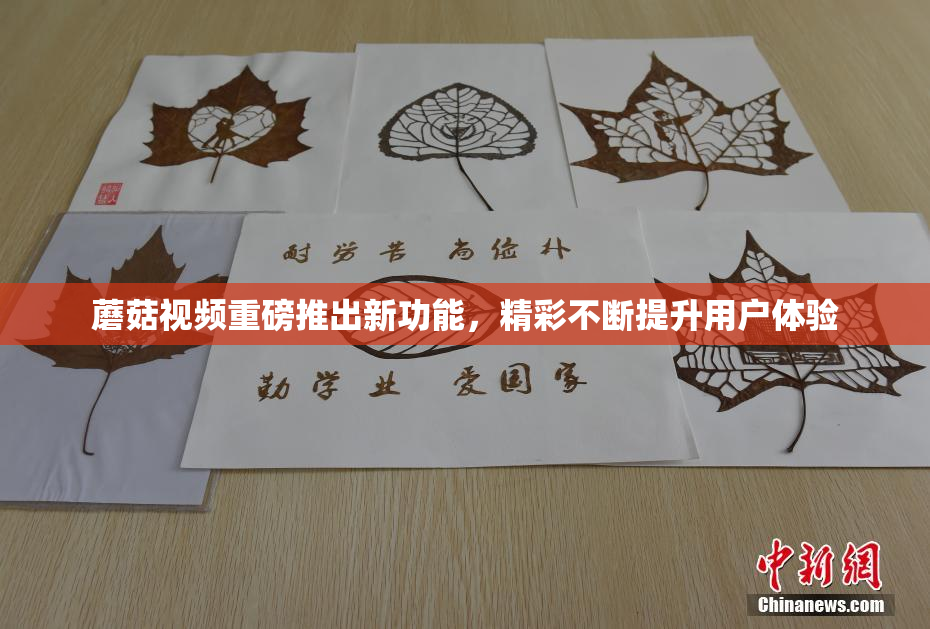蘑菇视频重磅推出新功能，精彩不断提升用户体验