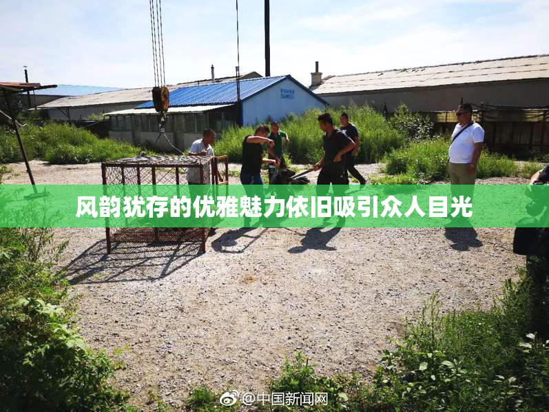 风韵犹存的优雅魅力依旧吸引众人目光