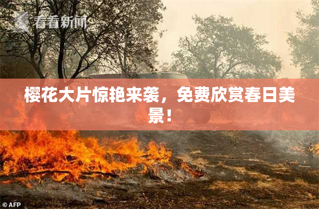 樱花大片惊艳来袭，免费欣赏春日美景！