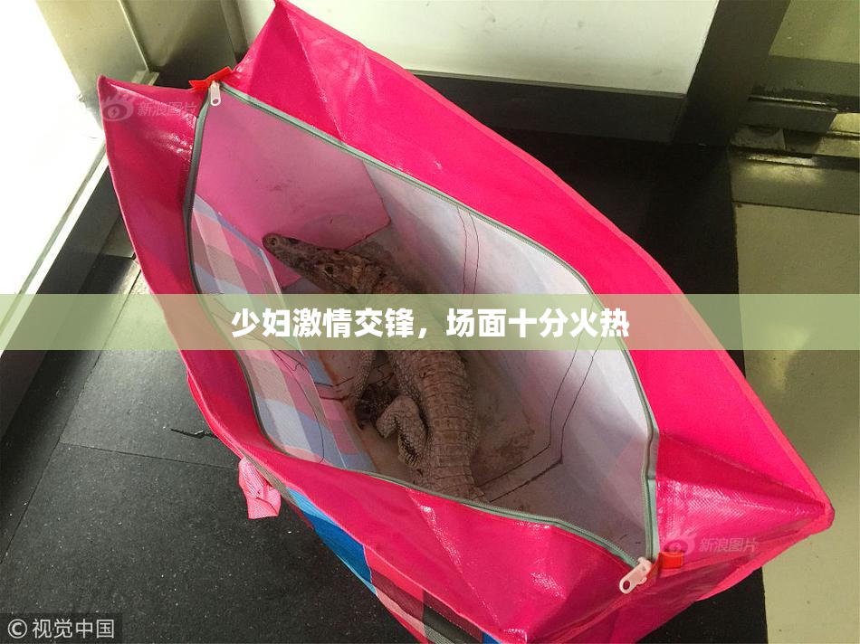 少妇激情交锋，场面十分火热