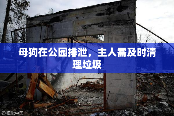 母狗在公园排泄，主人需及时清理垃圾