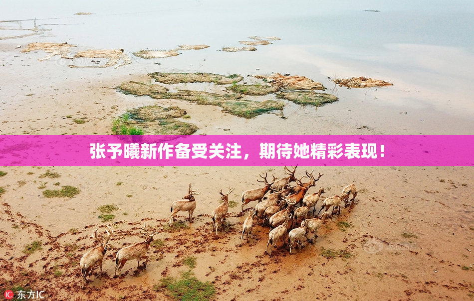 张予曦新作备受关注，期待她精彩表现！