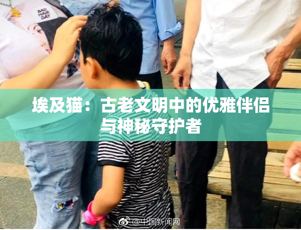 埃及猫：古老文明中的优雅伴侣与神秘守护者