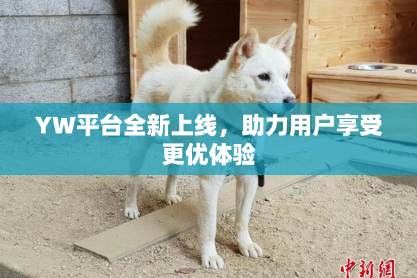 YW平台全新上线，助力用户享受更优体验