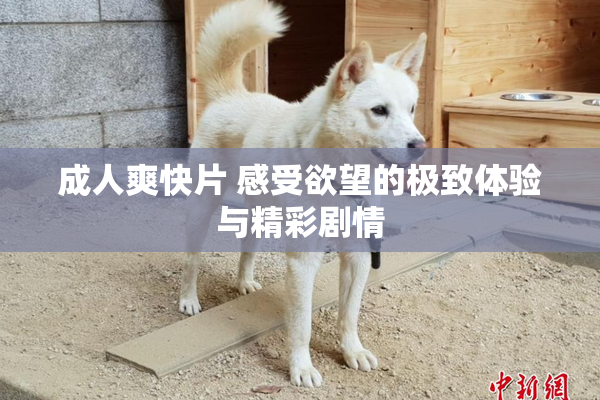 成人爽快片 感受欲望的极致体验与精彩剧情