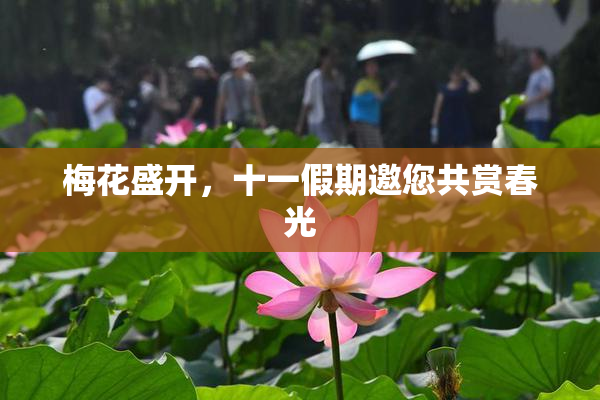 梅花盛开，十一假期邀您共赏春光